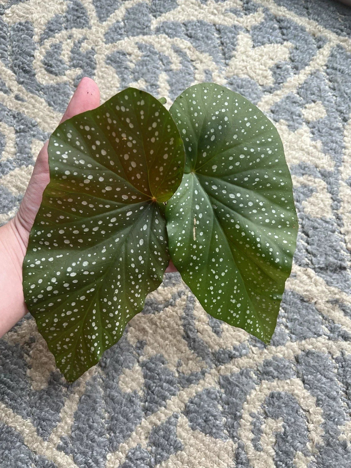 Giant Angel Wing Begonia Cuttings – 2 Pieces – Indoor Plant – Begonia corymbosa – Easy to Propagate, Variegated Foliage