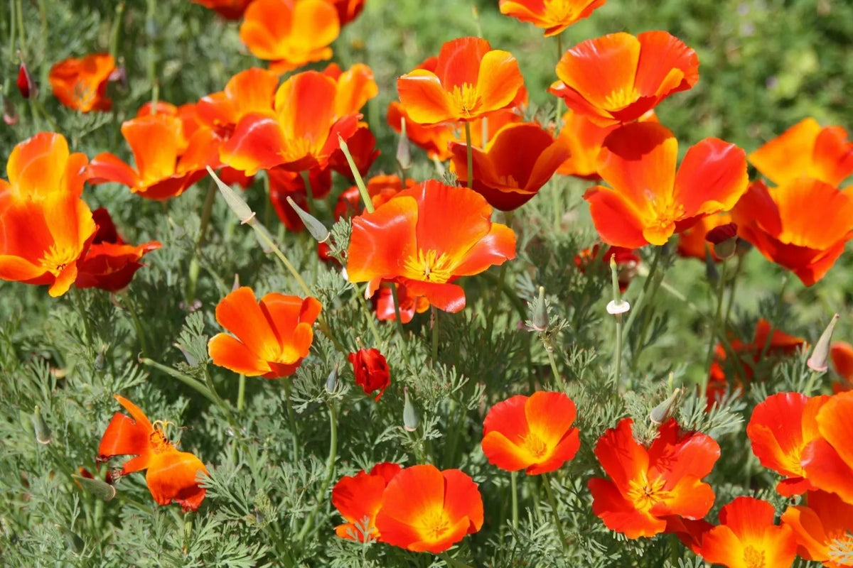 California Poppy Seeds Pack – Over 250 Non-GMO Eschscholzia californica Seeds for Gardens, Borders, and Containers