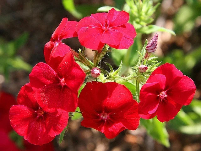 Phlox Seeds 135 Pack - Drummondii Red Flowers - Non-GMO Garden Seeds for Borders & Containers