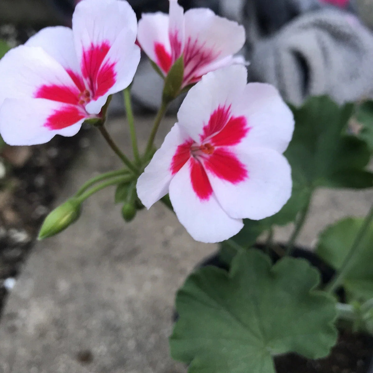 Rare Red & White Pelargonium Zonal Geranium Live Plant in Gallon Pot – Indoor & Outdoor Flowering Plant