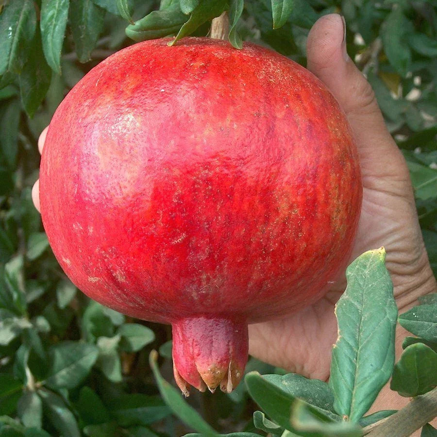 Pomegranate Cuttings Lot of 4 | Large Sweet Variety | Punica granatum | Home Garden, Container Planting