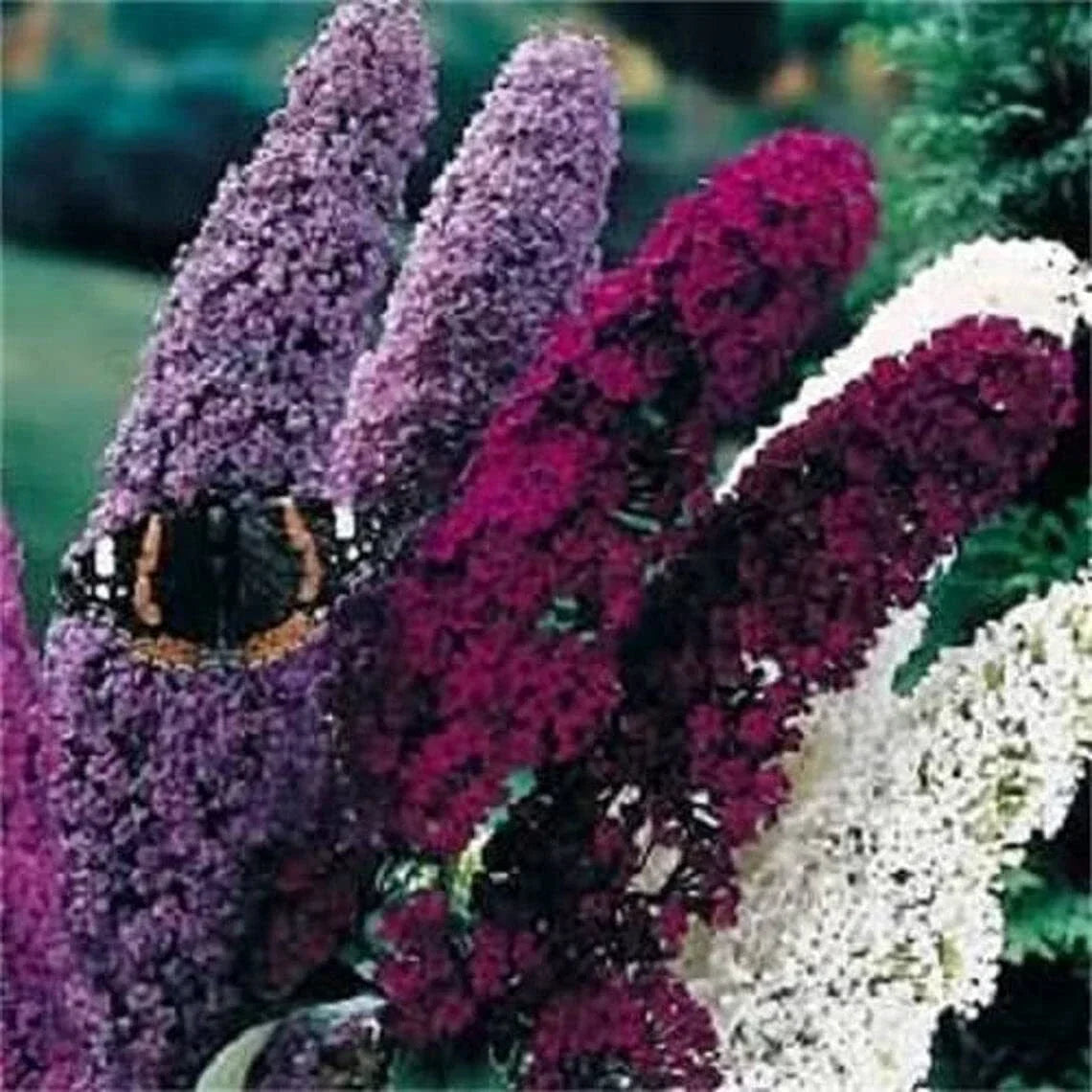 Mixed Colors Butterfly Bush Seeds - 150 Count Buddleia Davidii Flower Shrub