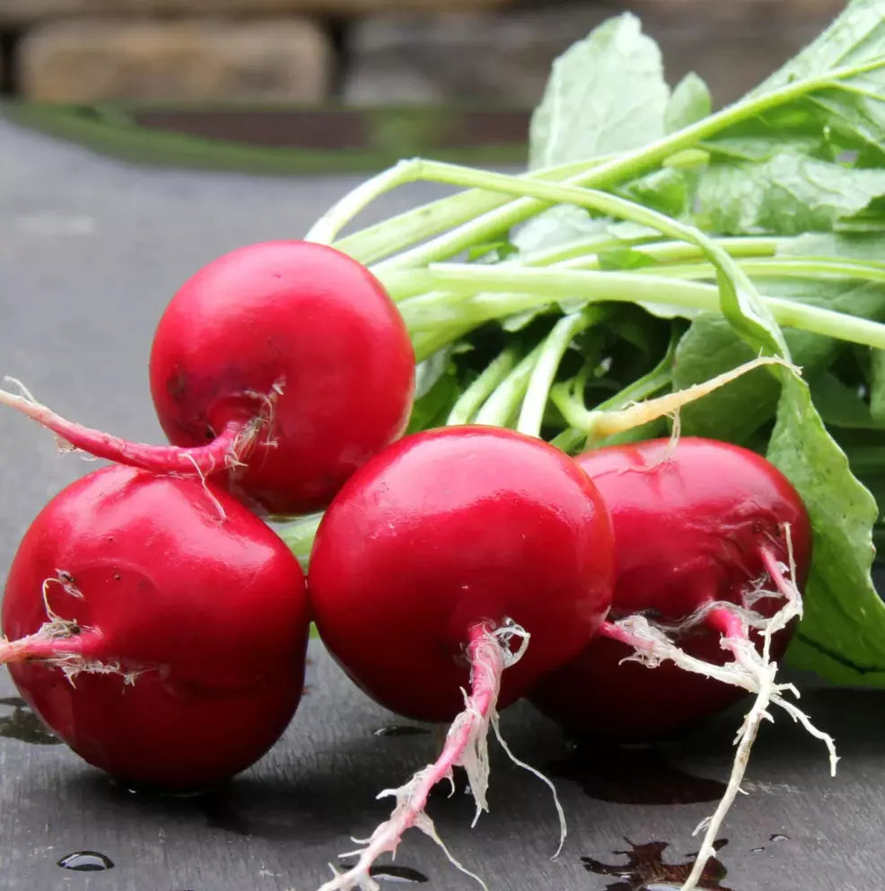German Giant Radish Seeds - Organic Non-GMO Heirloom, Fresh Garden Seeds, Raphanus sativus, 100+ Pack