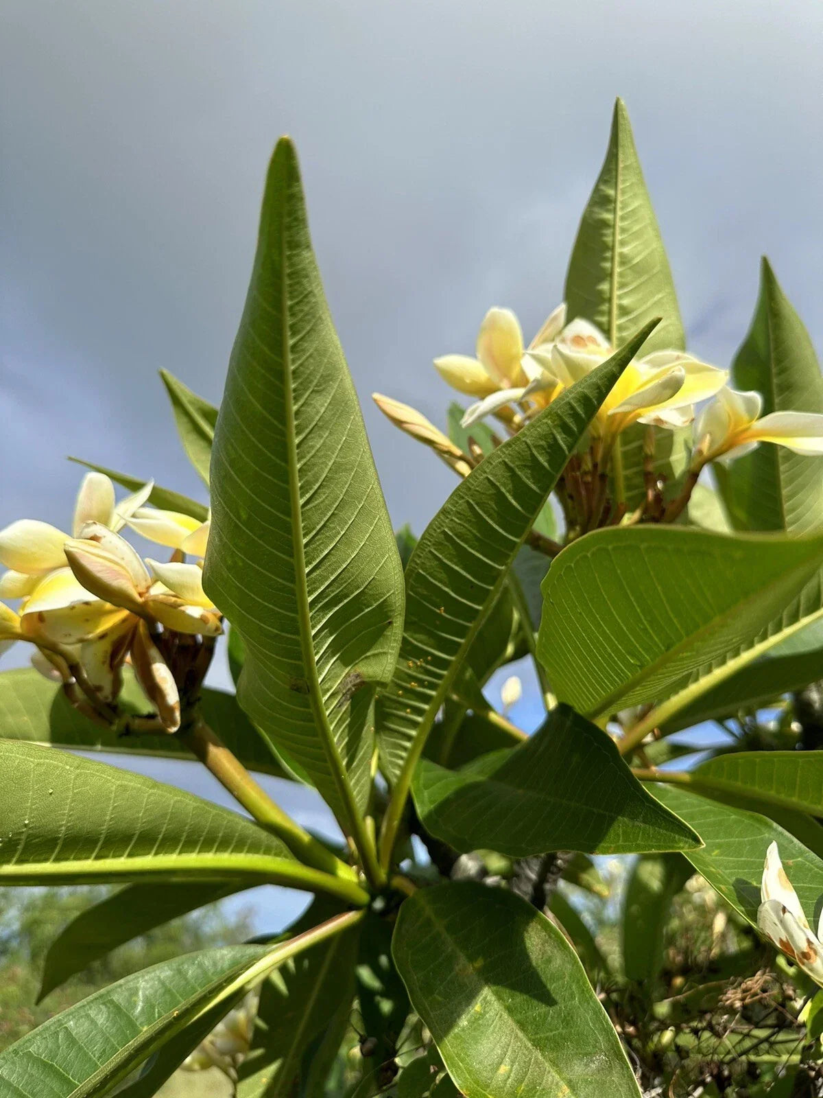 Yellow Plumeria Starter Cutting, Triple Head, Fragrant Yellow Flowers, Plumeria rubra, Tropical Garden Plant