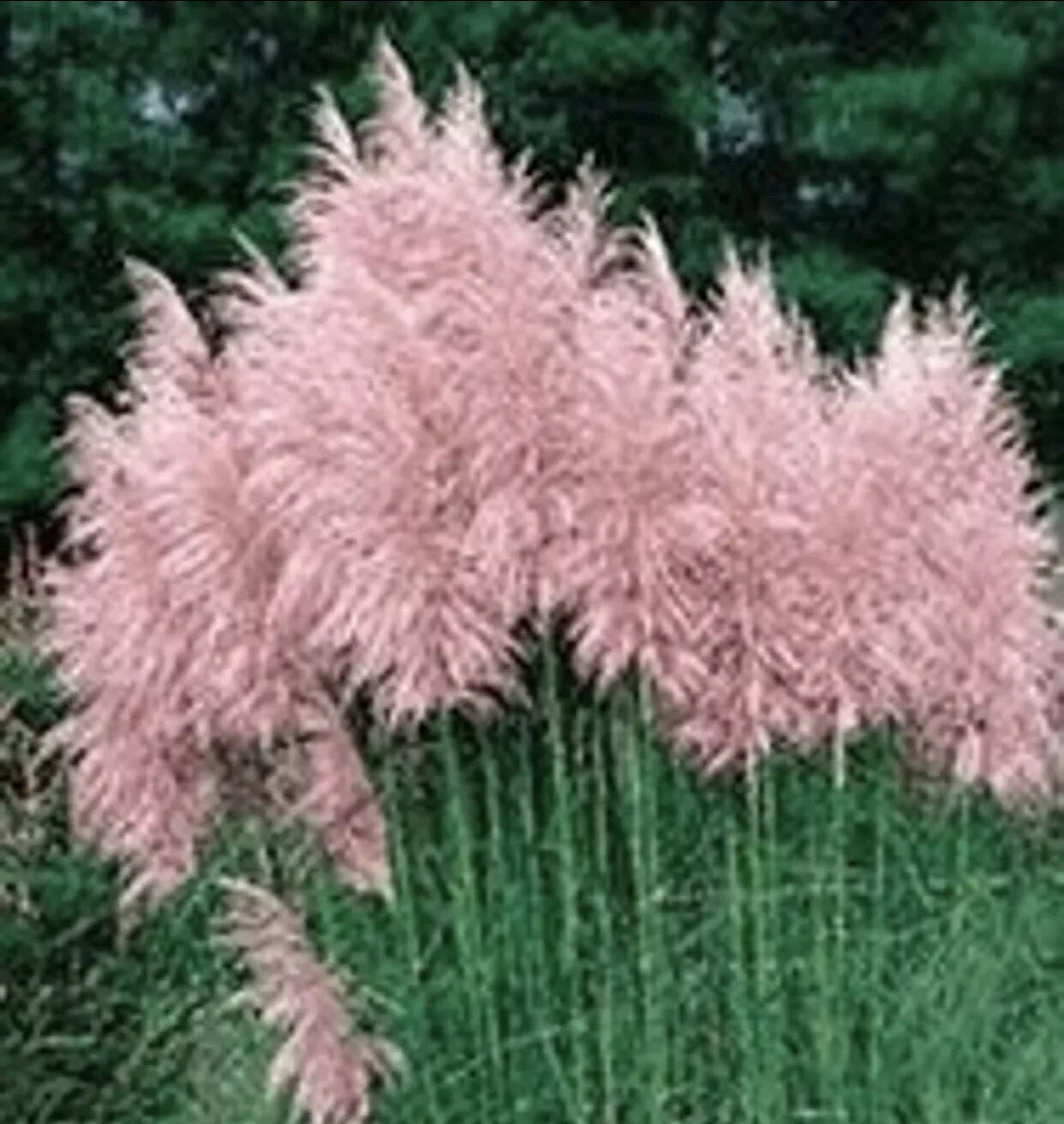 Pink Pampas Grass Plugs - Cortaderia selloana - 4 Pack