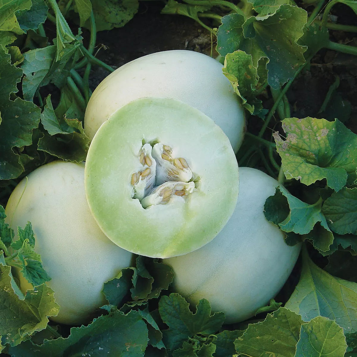Honey Dew Cantaloupe Seeds – Non-GMO Green Flesh Melon Cucumis melo, Pack of 50+ Seeds for Home Garden, Juicy, Sweet, Vining