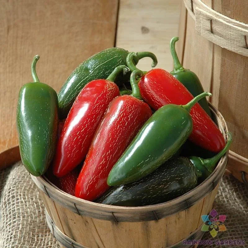 25+ Jalapeno Hot Pepper Seeds - Capsicum annuum, USA Grown, Non-GMO