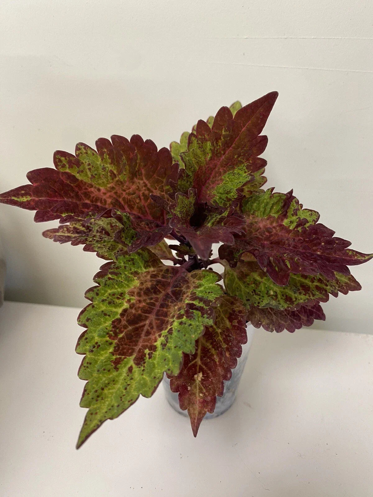 Coleus Indian Summer Live Rooted Starter Plant – Vibrant Ornamental Foliage, Indoor/Outdoor, Coleus blumei