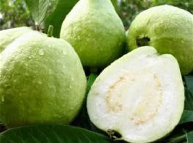 White Guava Seeds - 25 Pearl Guava Seeds - Psidium guajava Organic Fruit Seeds