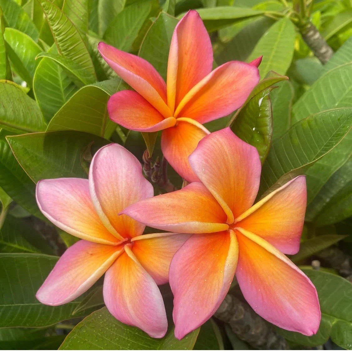 Rooted Plumeria Cutting 14" Gladys KT Brandt Tropical Flowering Plant Plumeria spp.