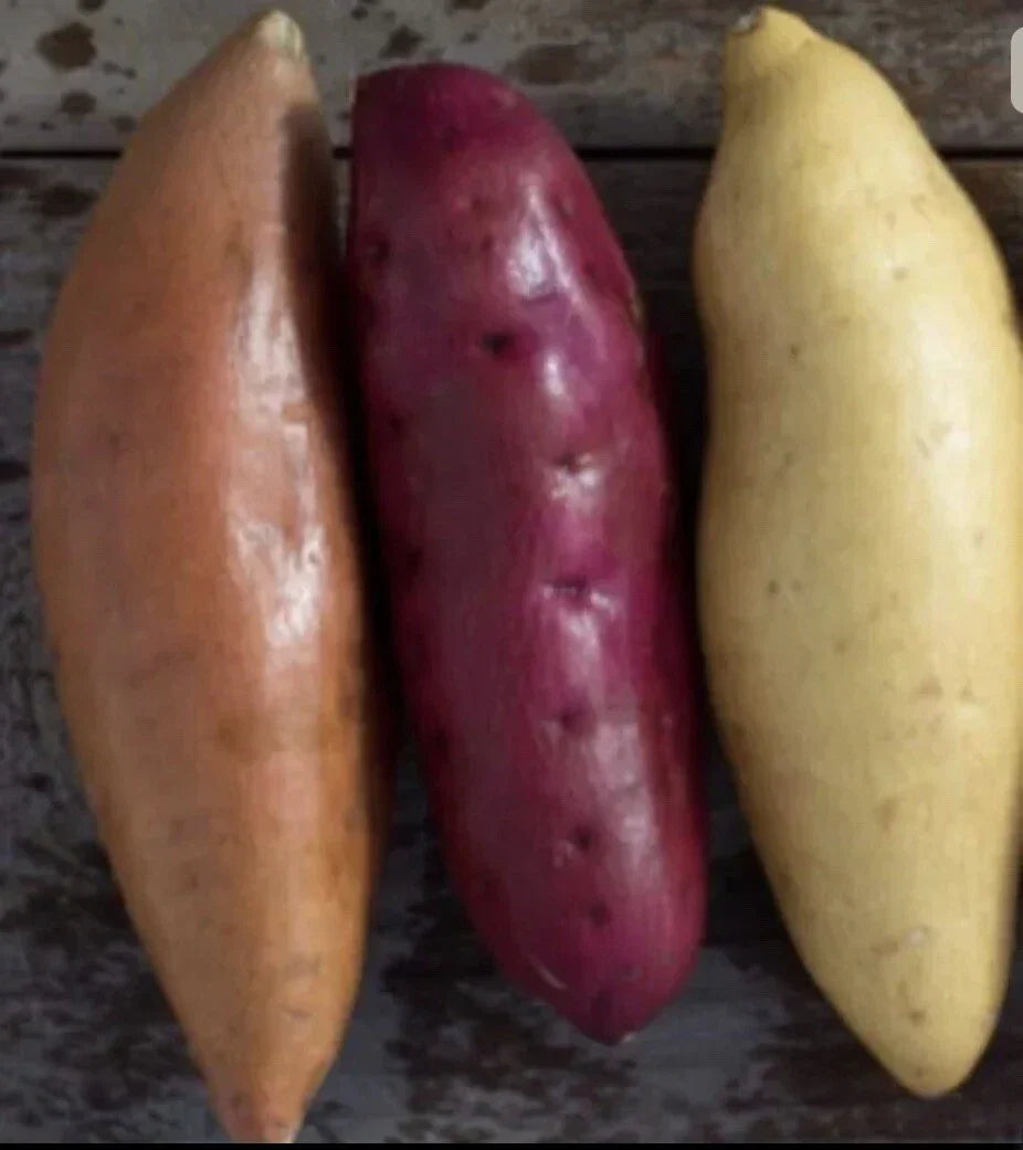 Sweet Potato Slips 12 Count Beauregard Japanese Red White Ipomoea batatas for Home Garden