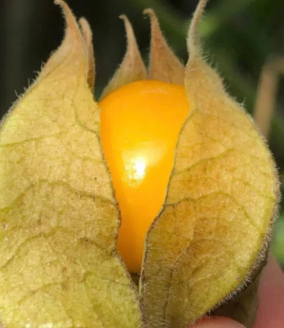 Golden Berry Plant Cuttings - Pineapple Variety, Physalis peruviana, Edible Berries, Perennial, 6 Propagation Cuttings