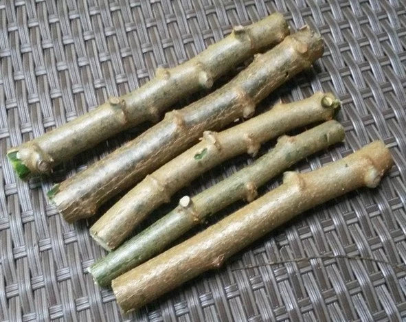 Cassava Cuttings 4 Pack Sweet Jamaica Red Manihot esculenta Organic Root Vegetable for Gardening