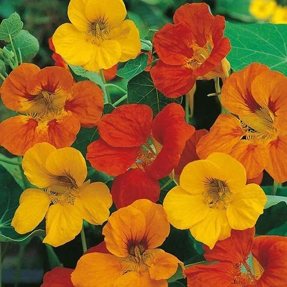 Nasturtium Seeds - Dwarf Tom Thumb Mix Edible Flowers - Tropaeolum majus - Compact Annual for Containers & Gardens