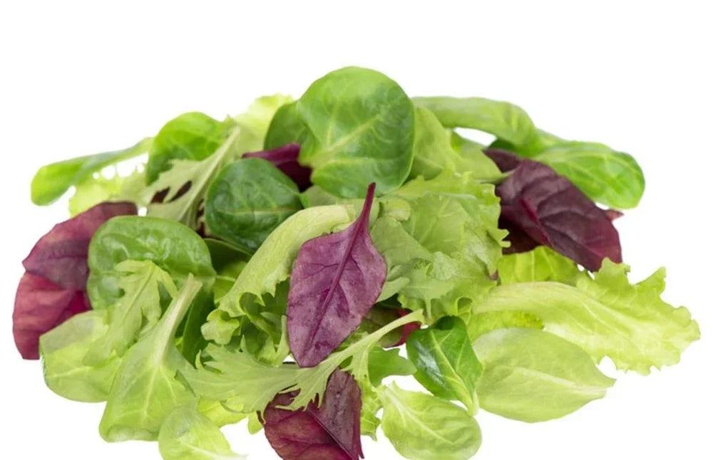 Lettuce Seeds - Mixed Greens Mesclun Mix - Heirloom Varieties for Salad Gardens - Lactuca sativa