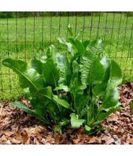 Fresh Organic Horseradish Plants - 2 Crowns - Armoracia rusticana - Easy to Grow Perennial Garden Plants