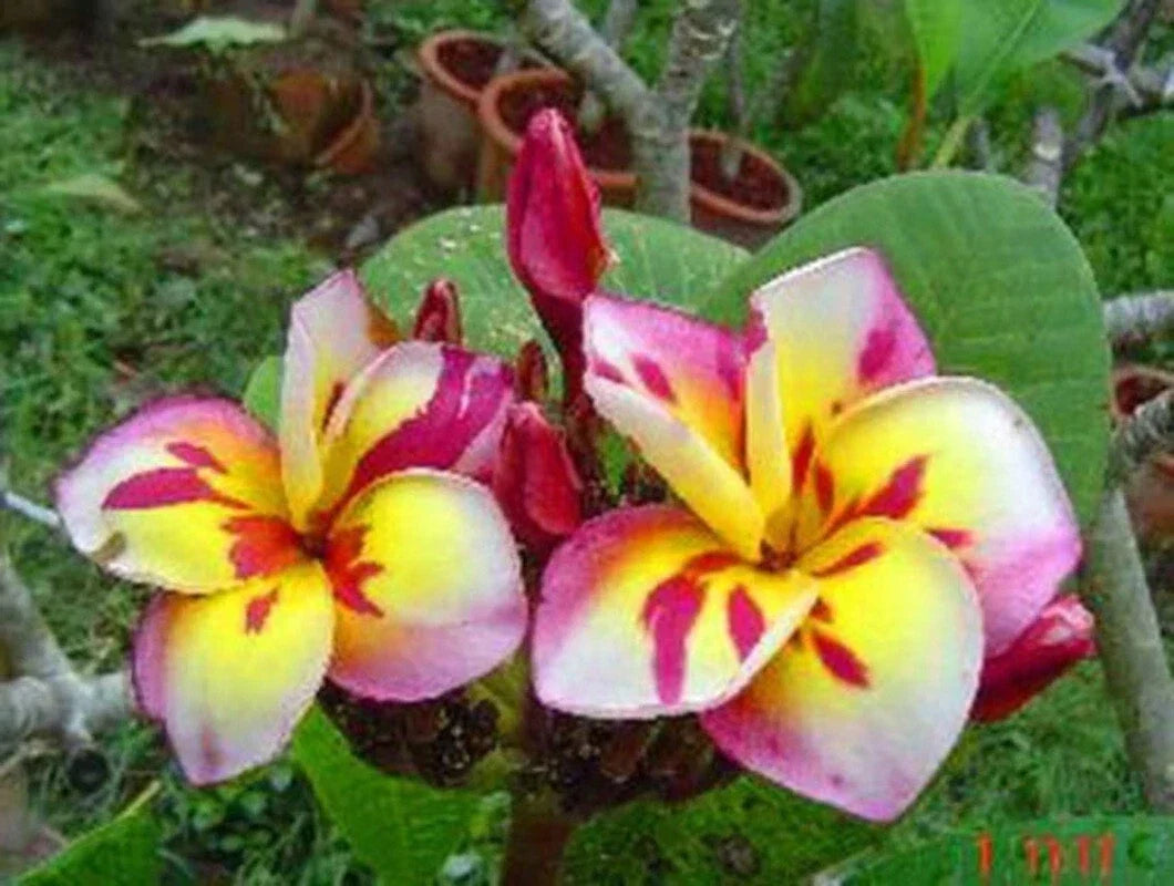 Plumeria Seeds 5 Pack – Pink, White, Yellow Hawaiian Frangipani – Perennial Tropical Plant Seeds