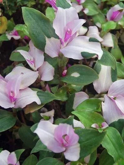 Variegated Tradescantia Blushing Bride Cuttings - 3 Wandering Jew Plant Propagation Cuttings - Indoor Decor - Tradescantia albiflora