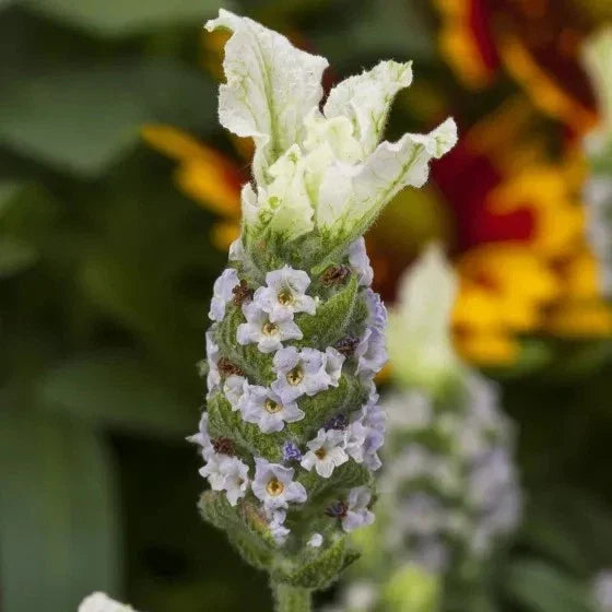 Lavandula Javelin Forte White Live Plants – 30 Pack Aromatic Lavender for Gardens, Borders, Containers – Lavandula angustifolia