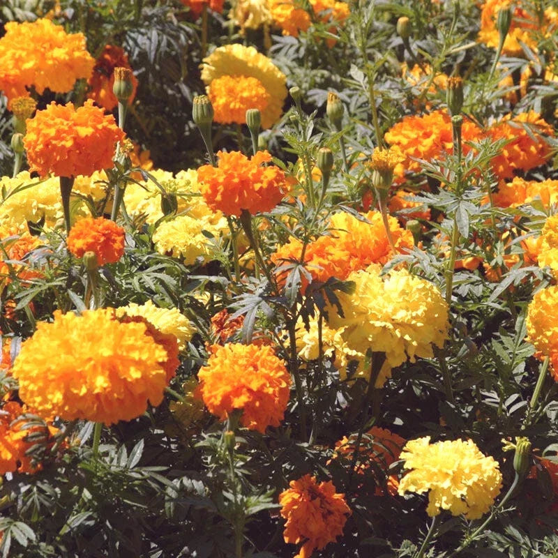 Crackerjack African Marigold Seeds - 100+ Tagetes erecta Edible Flowers Bright Orange Gold Yellow