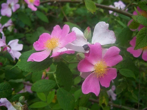 Wild Pink Prairie Rose Seeds, Rosa arkansana, Native North American Wildflower, Pink Blooms, Perennial Shrub, 20 Seeds