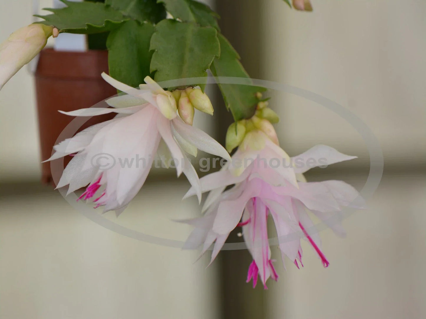 Thanksgiving/Christmas Cactus Cuttings - Schlumbergera truncata "Branca Dobrada" - No Roots, White Blooms, Indoor Plant Propagation