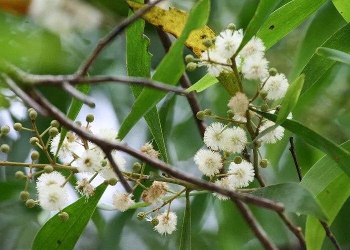 Blackwood Acacia Seeds - 40+ Seeds for Landscaping & Reforestation - Acacia melanoxylon - Drought-Tolerant Tree