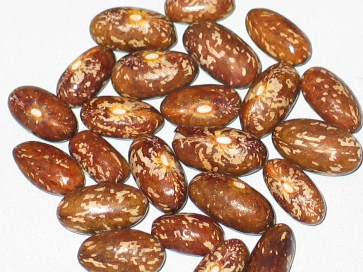 Topcrop Bush Bean Seed 100+ | Phaseolus vulgaris | High Yield Green Beans