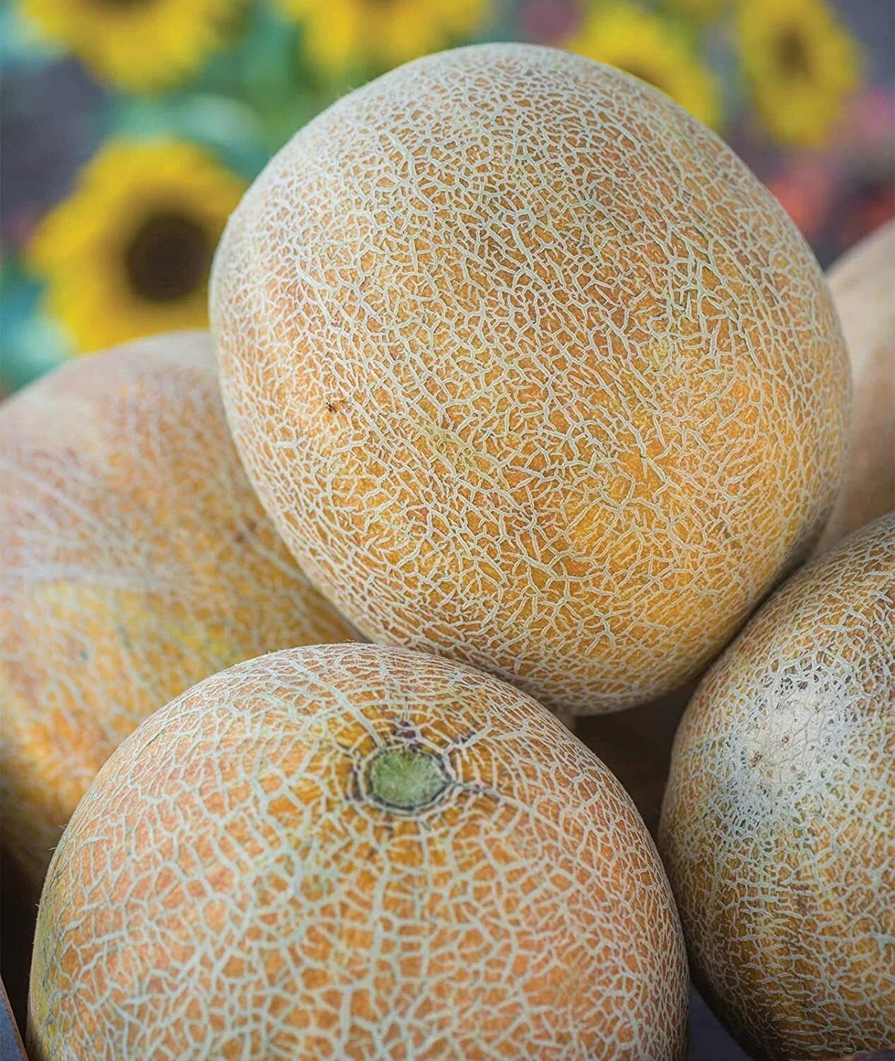 Ambrosia Cantaloupe Melon Seeds (10 Seeds) - Sweet Cucumis melo Variety for Planting