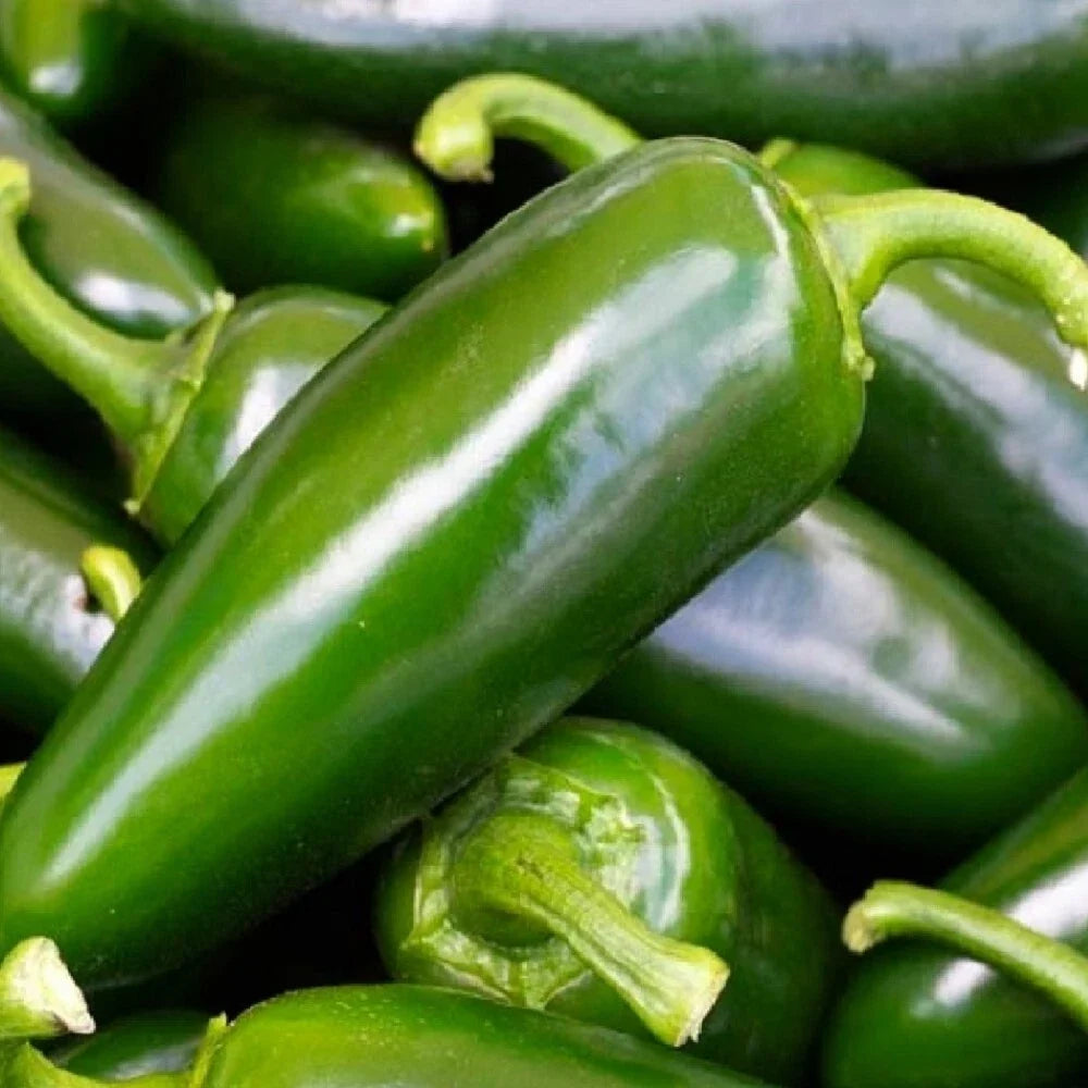 Tam Jalapeno Pepper Seeds - Non-GMO Heirloom, Spicy Green Peppers, Capsicum annuum, Compact Bushy Plant