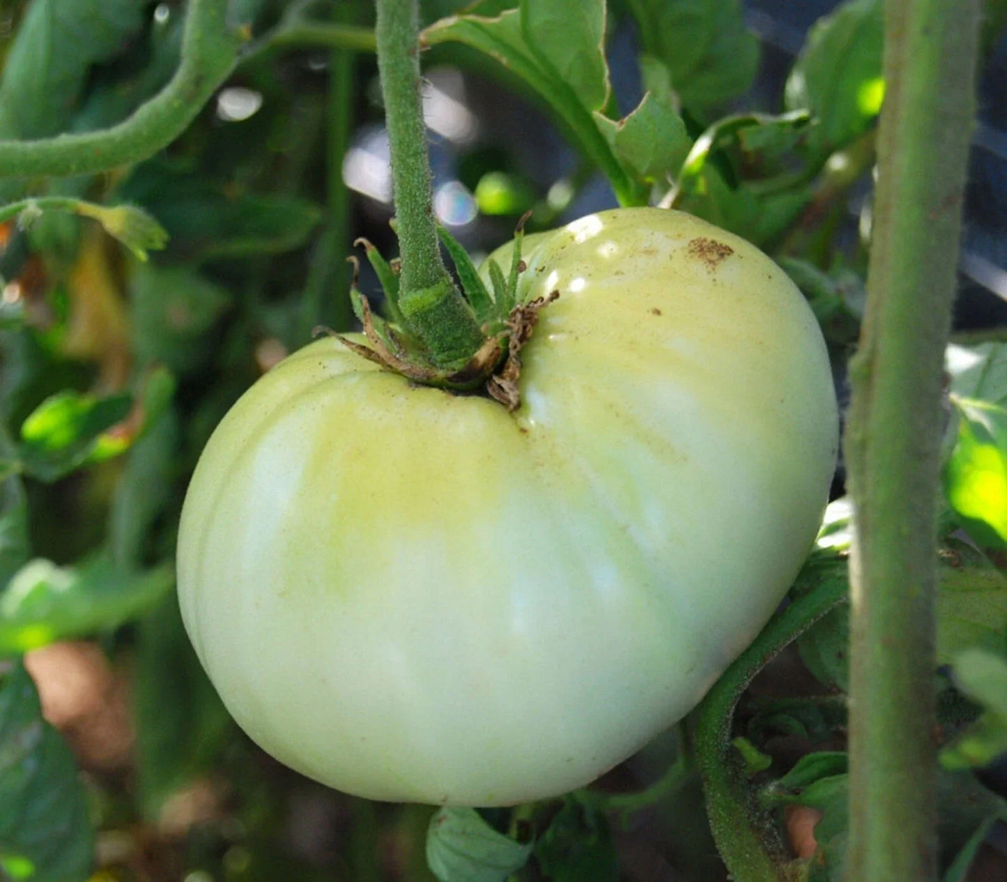 White Wonder Beefsteak Tomato Seeds - Heirloom Non-GMO Solanum lycopersicum, 50 Seeds for Large Juicy Tomatoes