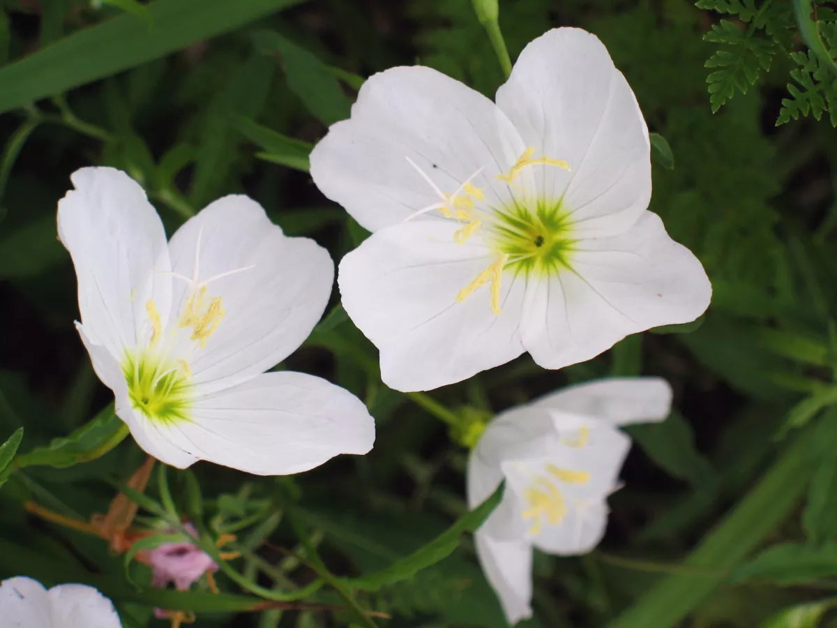 White Evening Primrose Seeds – 280 Premium Oenothera speciosa Perennial, Night-Blooming Flower, Easy to Grow, Rare Garden Plant