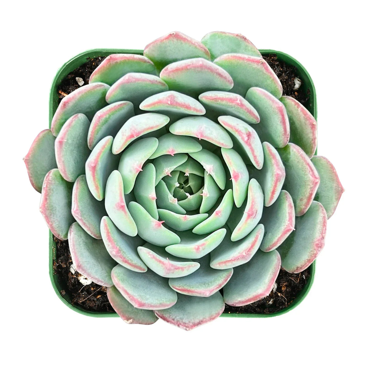 Live Echeveria Minima Succulent in 2-Inch Pot – Rosette, Indoor Plant, Drought-Tolerant, Pet Safe, Compact, Low Maintenance