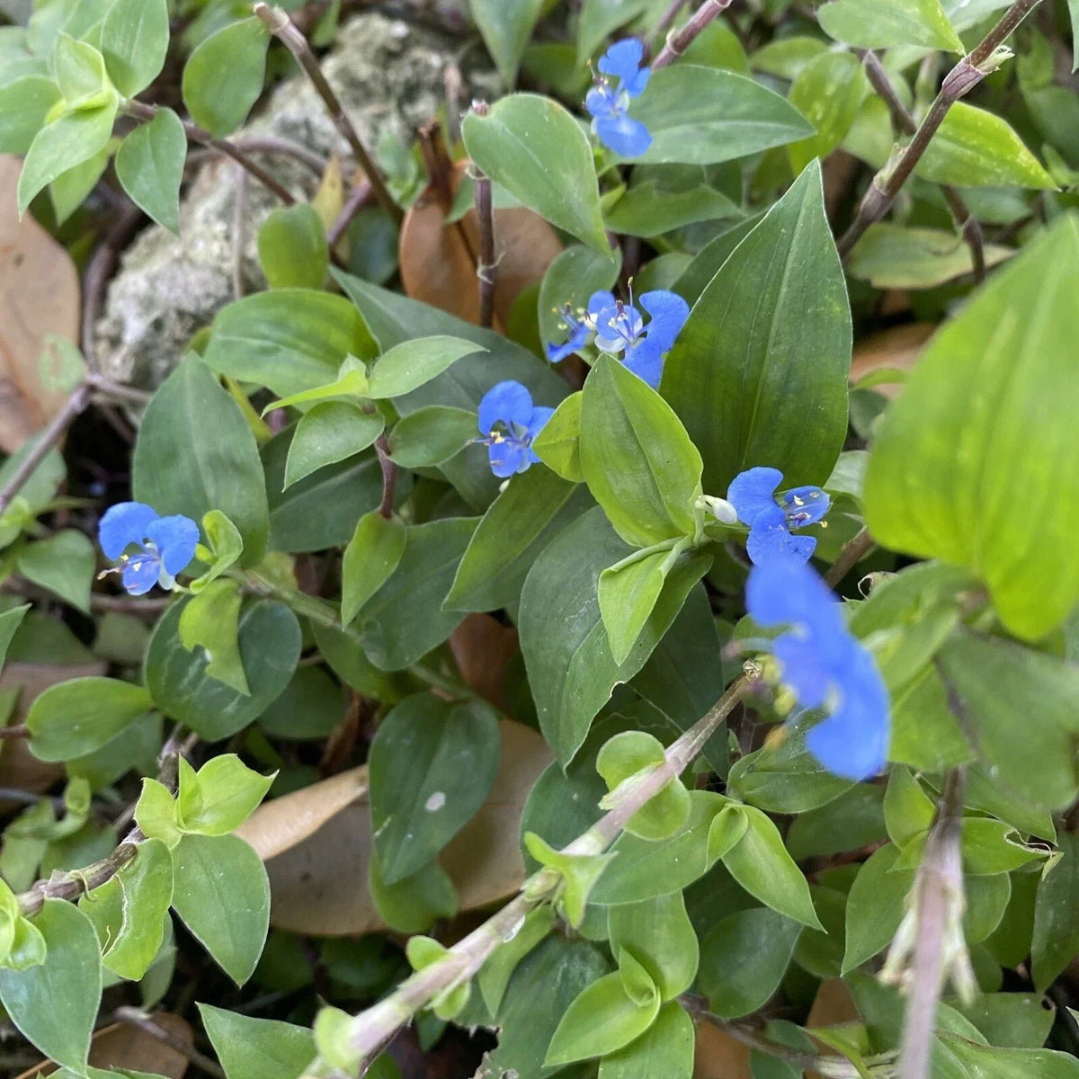 Commelina Diffusa Cuttings – 15 Live Plant Cuttings, 7 Inches, Tropical Ground Cover, No Soil, Dayflower Perennial, Indoor & Outdoor