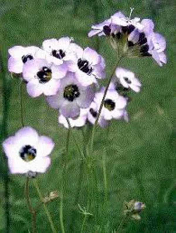 Bird's Eye Gilia Seeds - 100+ Lavender Wildflower Seeds for Pollinators - Gilia tricolor, Annual, Native to Western US