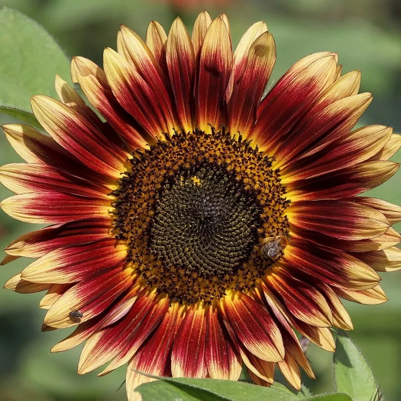 Evening Sun Sunflower Seeds 30+ Pack, Helianthus annuus, Annual Flowers for Garden, Pollinator Attracting Seeds