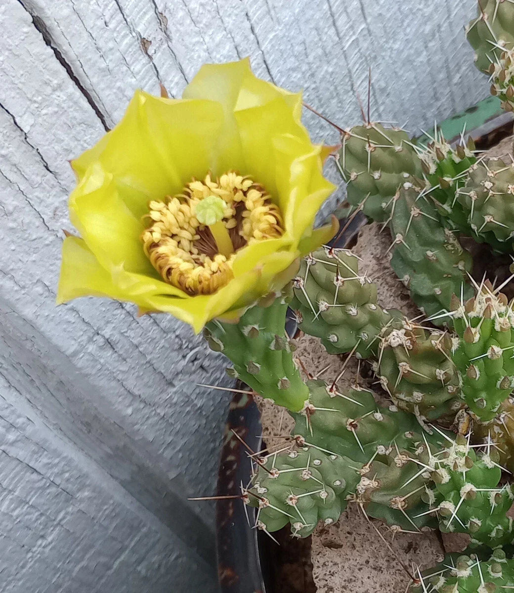 Grusonia Bulbispina Cactus Cuttings - Rare Mat-Forming Succulent Plant - Durango Zacatecas Native - 4 Healthy Clippings