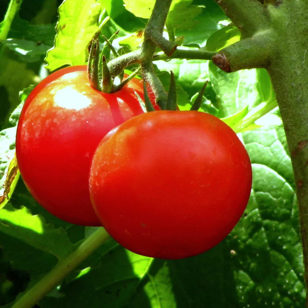 Tomato Seeds Bonny Best Scarlet - Slicer Variety - 40+ Seeds - Solanum lycopersicum