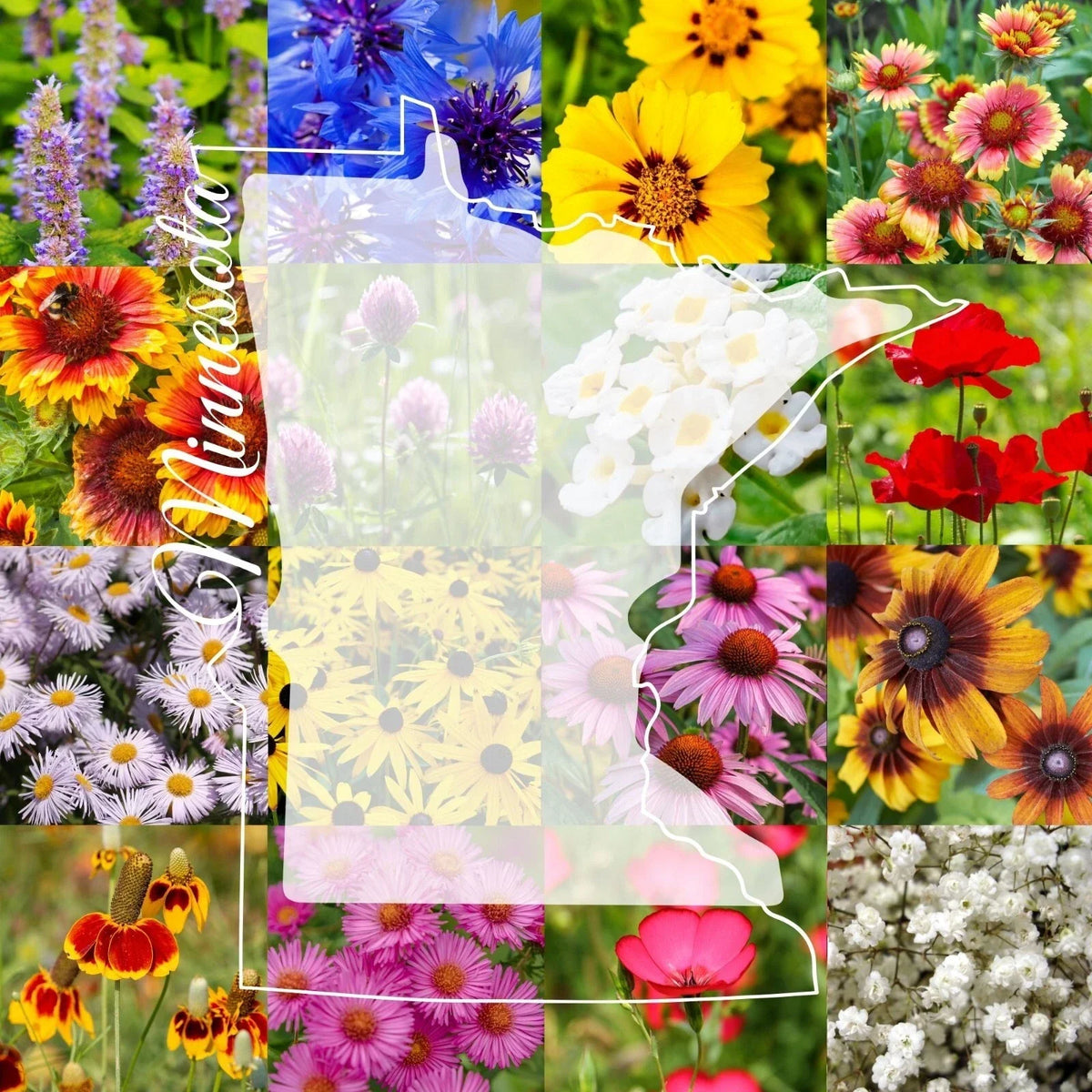 Wildflower Seed Mix 1 Pound Bulk Native Minnesota Wildflowers for Large Gardens and Pollinator Attracting Landscapes