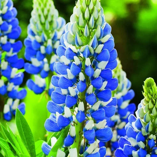 Texas Blue Lupin Seeds Packet of 40 | Lupinus texensis Wildflower Seeds for Garden & Landscaping