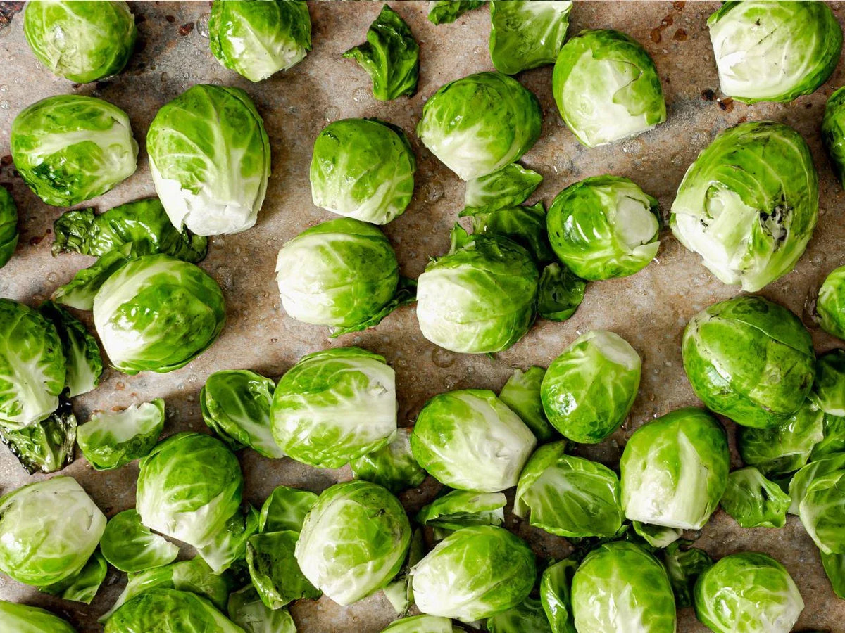 Brussels Sprouts Seeds 500 Count Health Plus GL | Brassica oleracea var. gemmifera