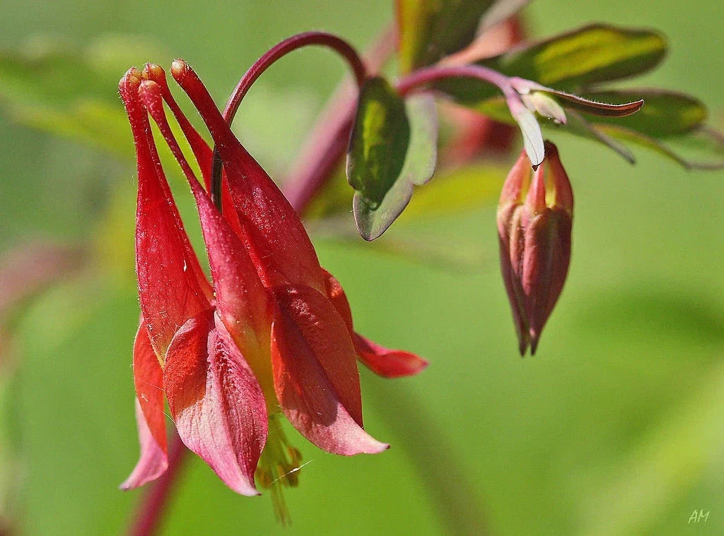 Wild Red Columbine Seeds - 100 Perennial Seeds - Aquilegia canadensis - Easy to Grow, Pollinator Attracting, Full Sun to Partial Shade