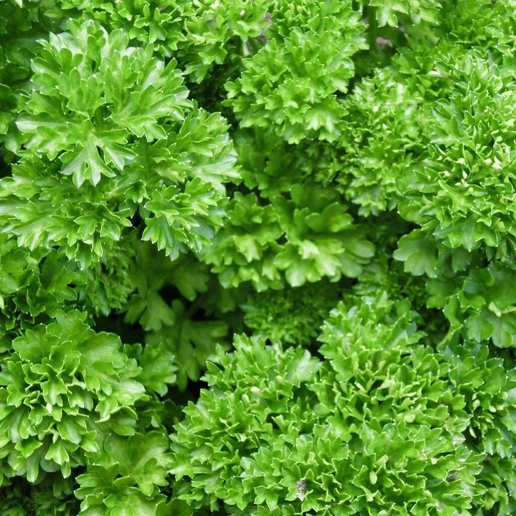 Forest Green Parsley Seeds - Heirloom NON-GMO Bulk Pack Petroselinum crispum for Culinary & Garden Use