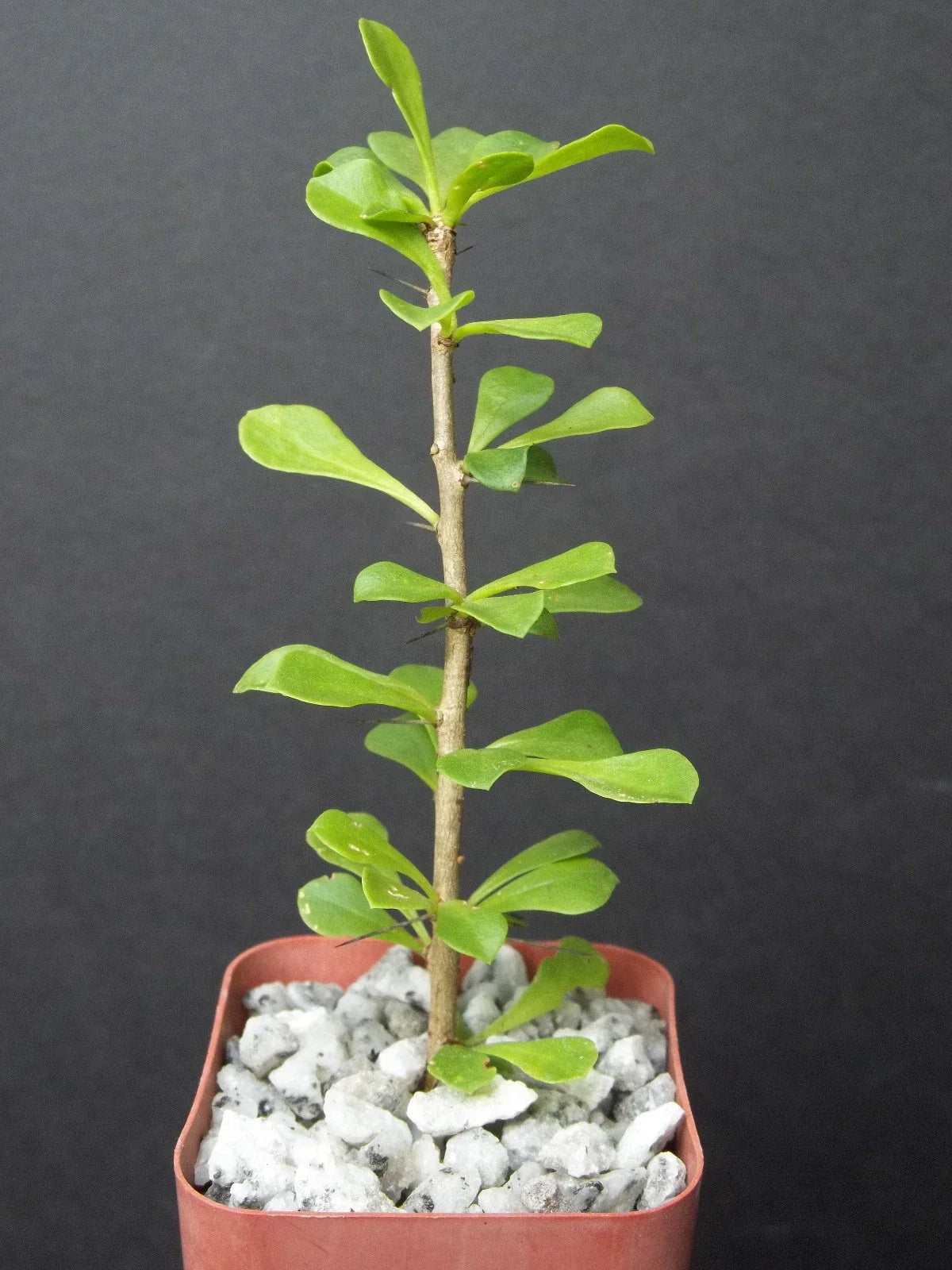 Rare Pereskia portulacifolia Cactus - 2" Bonsai Caudex Plant, Exotic Succulent for Indoor & Outdoor Gardens