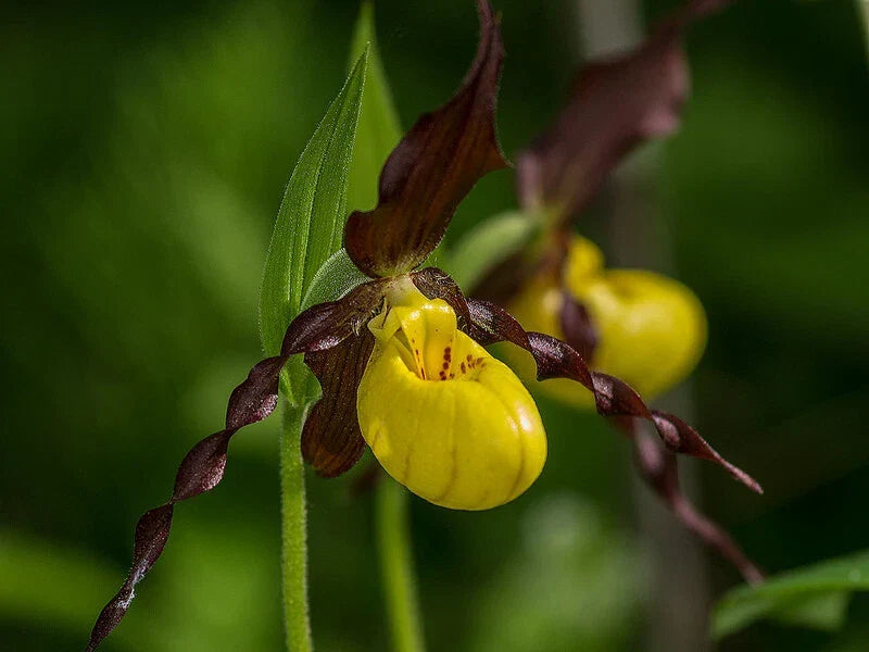Yellow Lady Slipper Orchid Plant with Buds - Cypripedium calceolus - Native American Terrestrial Orchid for Spring Bloom