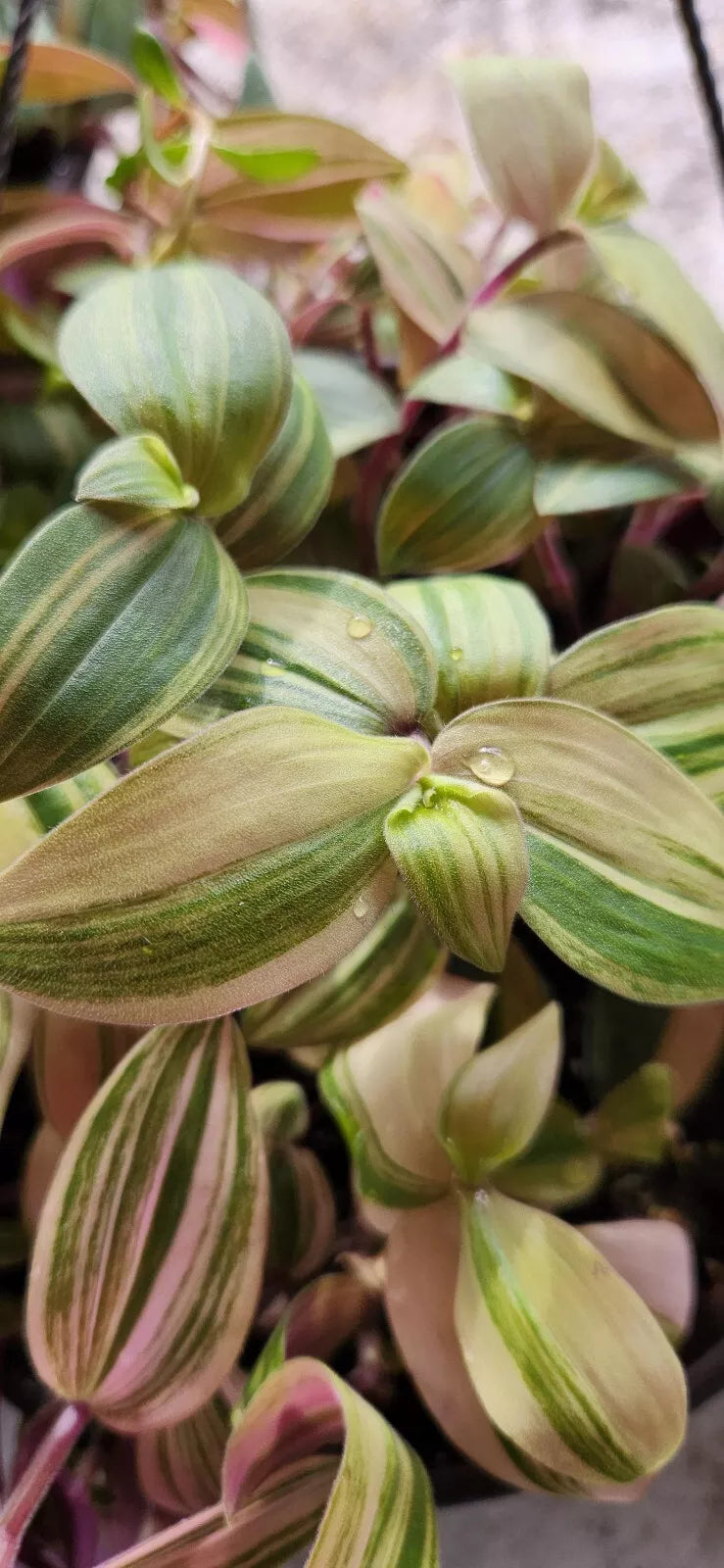 Variegated Baby Bunny Bellies Plant - 4" Basket - Wandering Jew Tradescantia Houseplant - Trailing Indoor Foliage