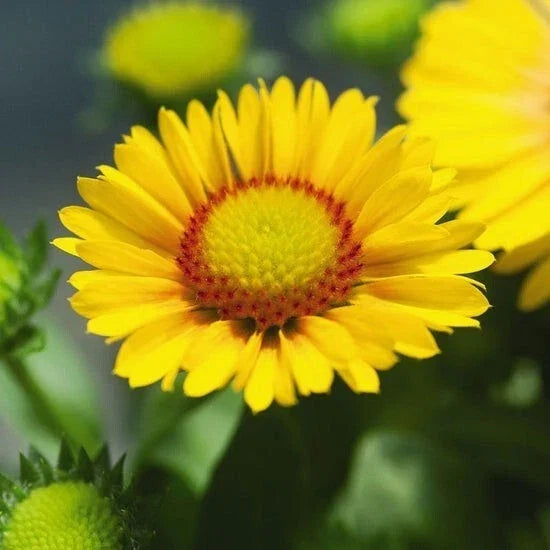 Gaillardia Seeds 75 Pack Arizona Apricot Blanket Flower Gaillardia x grandiflora Full Sun Drought-Tolerant Perennial