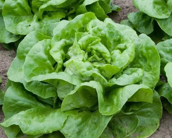 Butter Crunch Lettuce Seeds – Non-GMO Lactuca sativa, 600+ Seeds for Salad, Wraps & Garnishes, Easy to Grow, USA Free Shipping