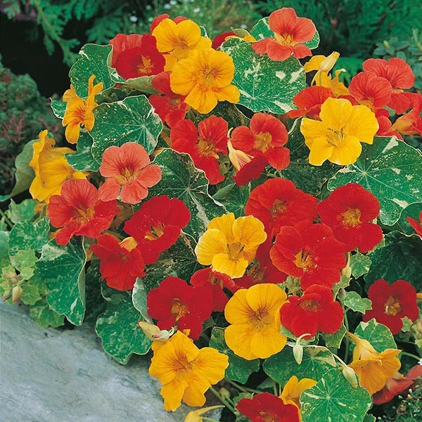 Nasturtium Seeds - Alaska Mix Edible Flowers & Leaves - Tropaeolum majus - Non-GMO, Heirloom, Vibrant Colors