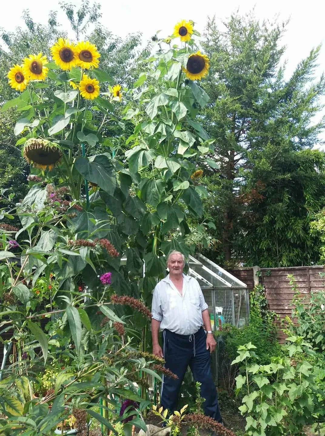 King Kong Sunflower Seeds - Multi-Headed Helianthus annuus for Tall, Vibrant Yellow Blooms, Easy to Grow, 50 Seeds